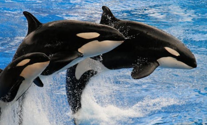 20 Significados de Soñar con Orcas
