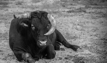16 Significados de Soñar con una Vaca Negra