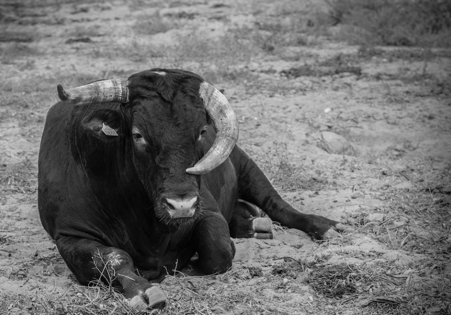 16 Significados de Soñar con una Vaca Negra