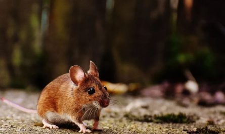 12 Significados de Soñar con Matar una Rata