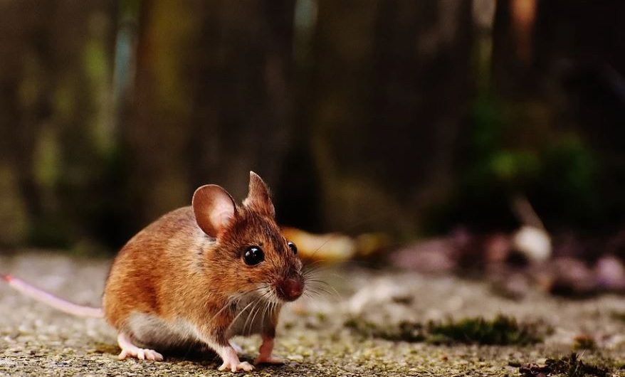 12 Significados de Soñar con Matar una Rata