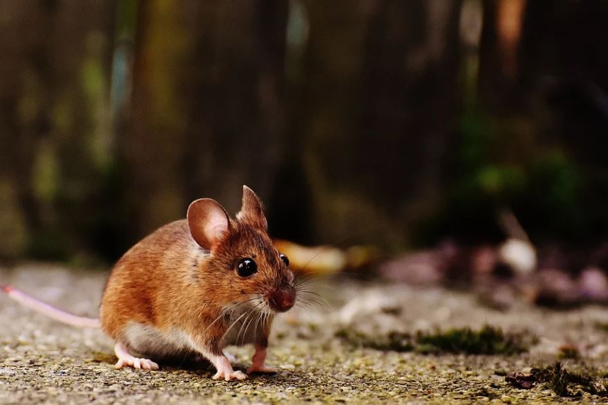 12 Significados de Soñar con Matar una Rata
