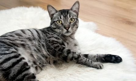 16 Significados de Soñar con un Gato Gris