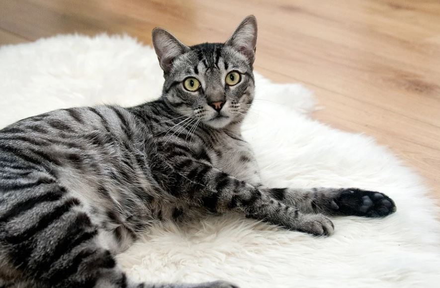 16 Significados de Soñar con un Gato Gris