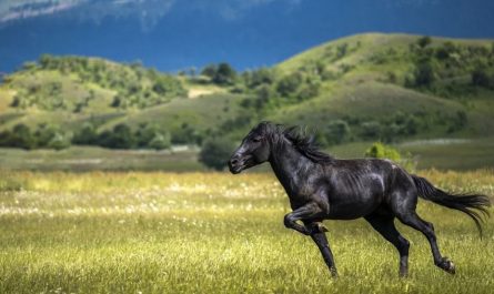 15 Significados de Soñar con un Caballo Negro