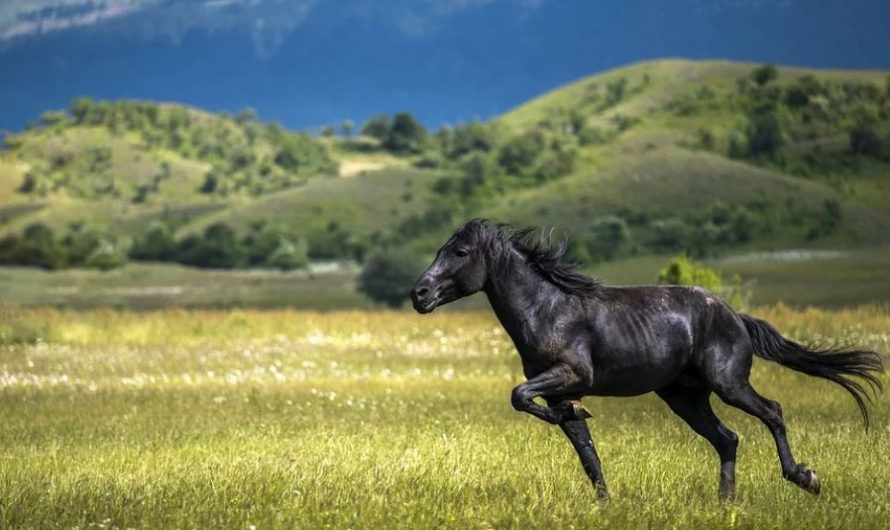 15 Significados de Soñar con un Caballo Negro