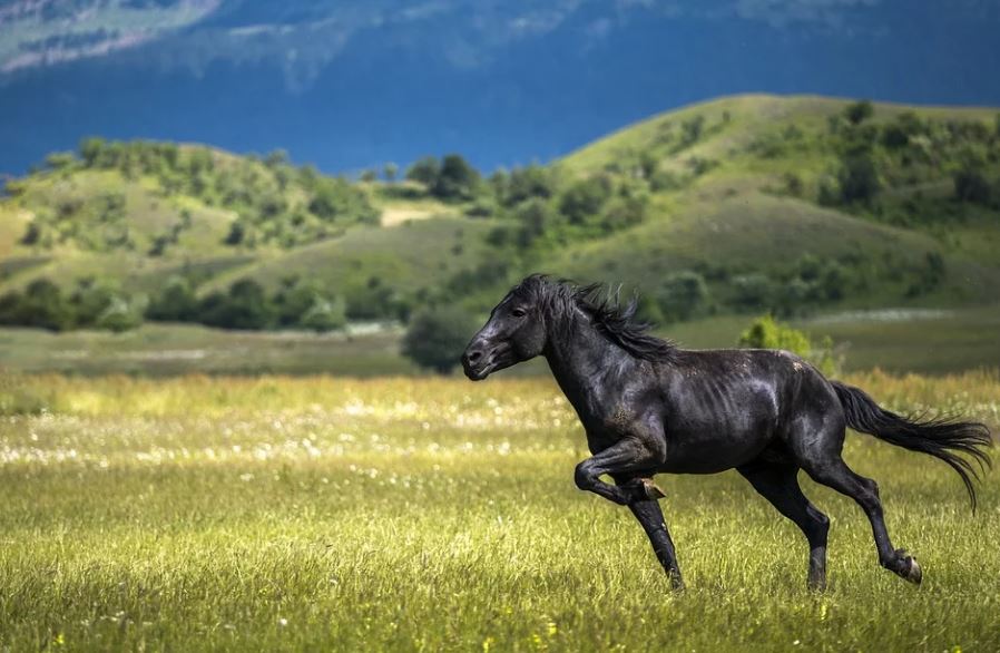 15 Significados de Soñar con un Caballo Negro