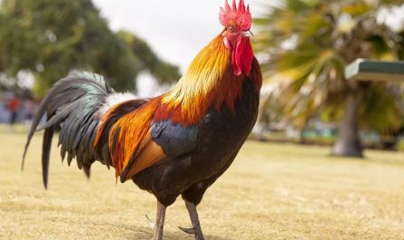 17 Significados de Soñar con un Gallo