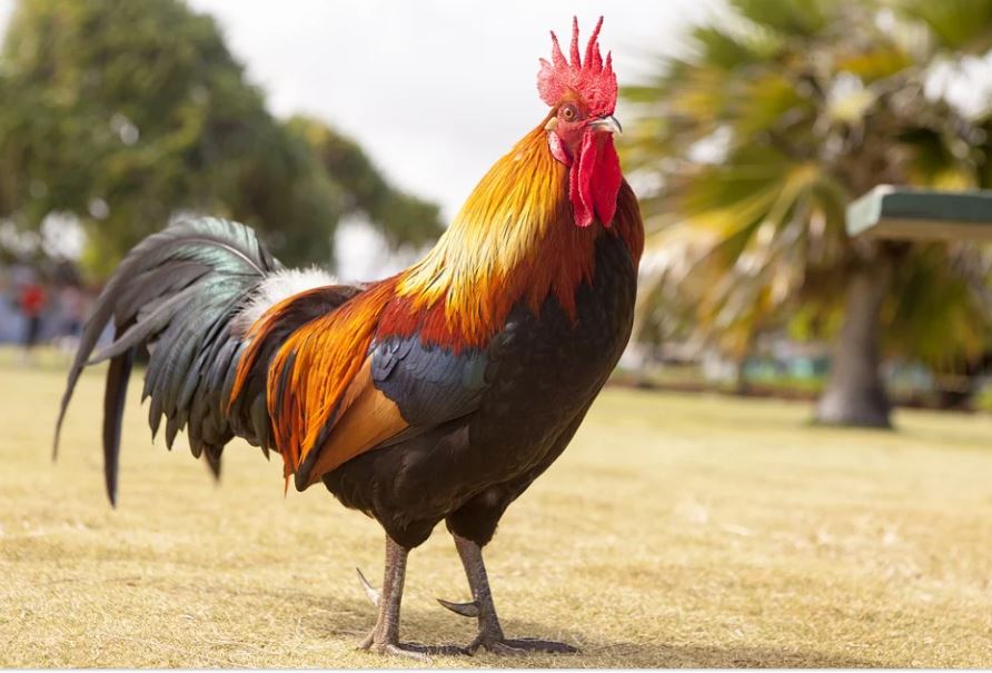 17 Significados de Soñar con un Gallo