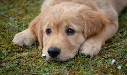 19 Significados de Soñar con un Cachorro Marrón