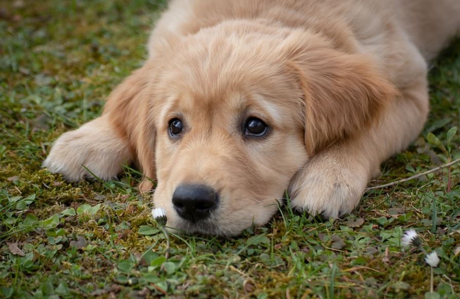 19 Significados de Soñar con un Cachorro Marrón