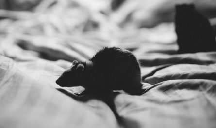 16 Significados de Soñar con Ratas Negras