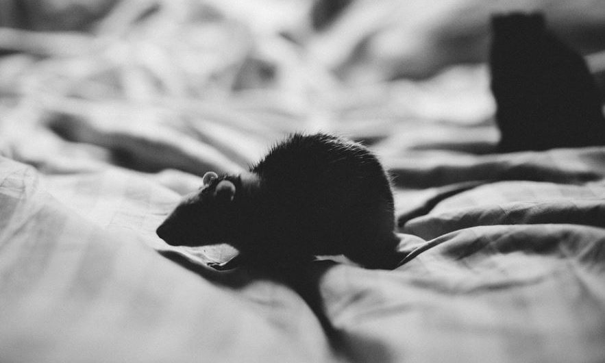16 Significados de Soñar con Ratas Negras