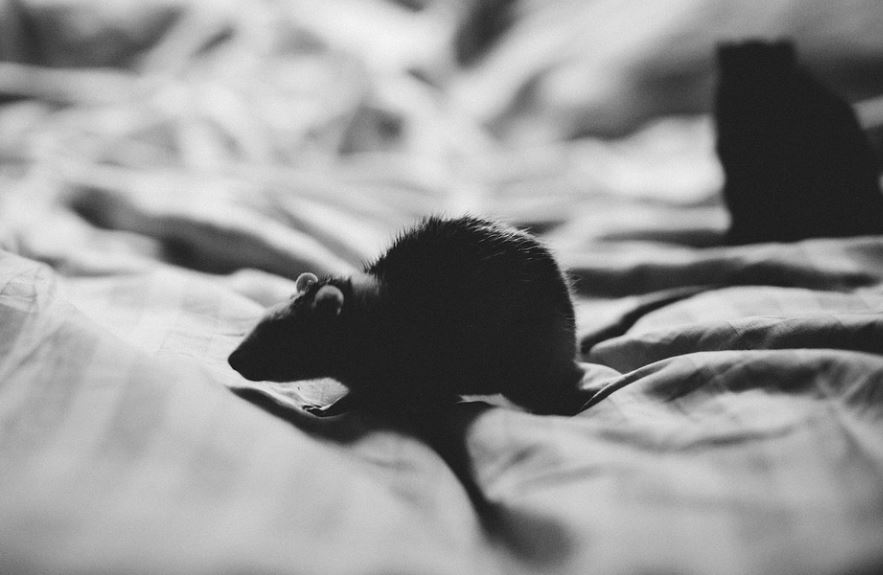 16 Significados de Soñar con Ratas Negras