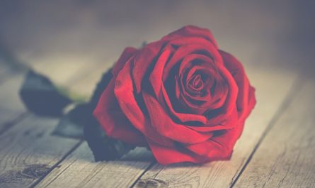 13 Significados de Soñar con Rosas Rojas