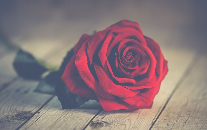 13 Significados de Soñar con Rosas Rojas