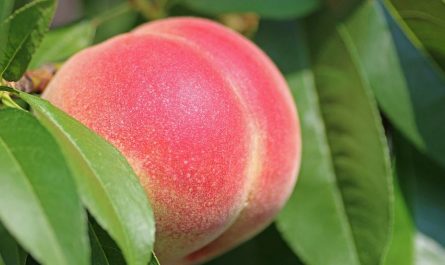 14 Significados de Soñar con Duraznos