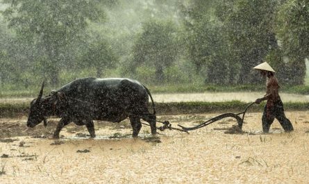 10 Significados de Soñar con una Granja