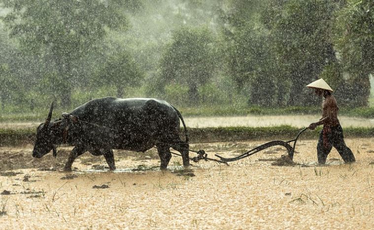 10 Significados de Soñar con una Granja