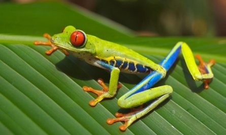 17 Significados de Soñar con Ranas Arborícolas