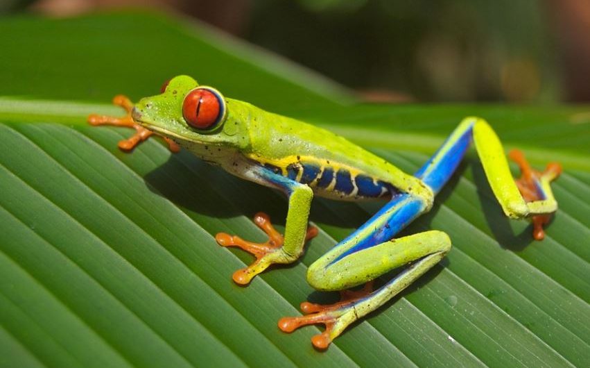 17 Significados de Soñar con Ranas Arborícolas
