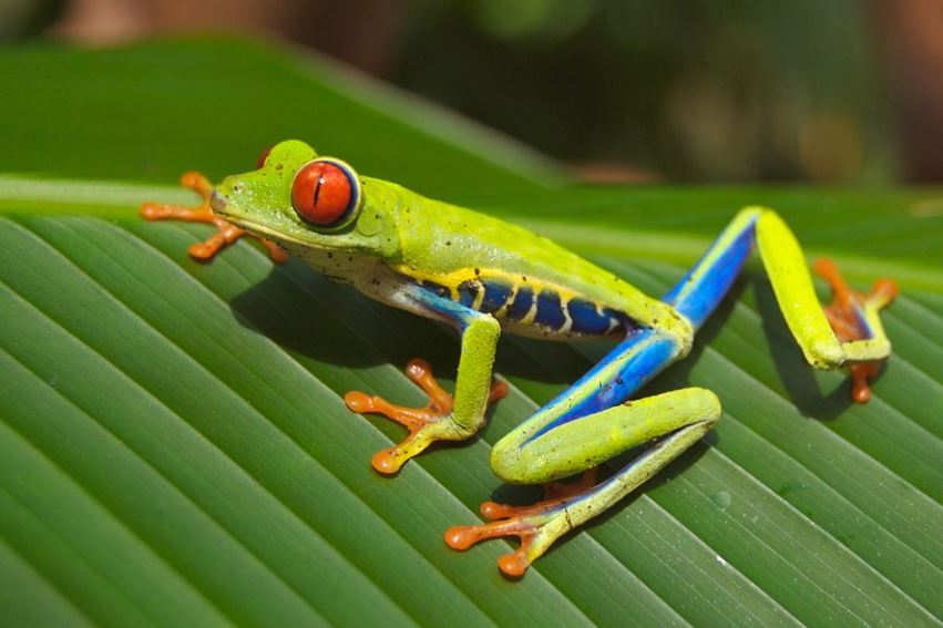 17 Significados de Soñar con Ranas Arborícolas