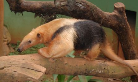 14 Significados de Soñar con Osos Hormigueros