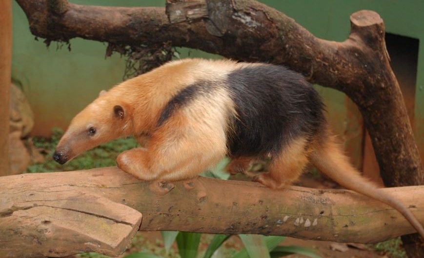 14 Significados de Soñar con Osos Hormigueros