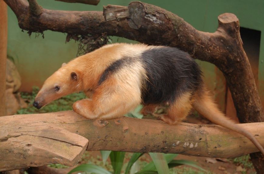 14 Significados de Soñar con Osos Hormigueros