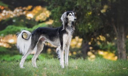 14 Significados de Soñar con un Perro Ladrando