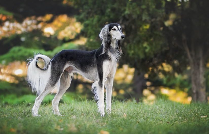 14 Significados de Soñar con un Perro Ladrando