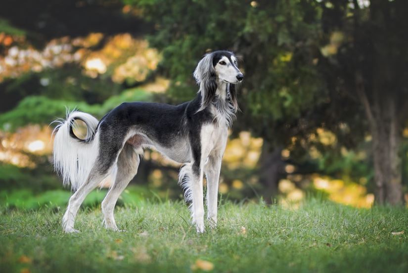 14 Significados de Soñar con un Perro Ladrando