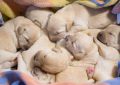 13 Significados de Soñar con el Nacimiento de un Cachorro