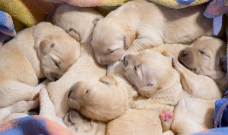 13 Significados de Soñar con el Nacimiento de un Cachorro