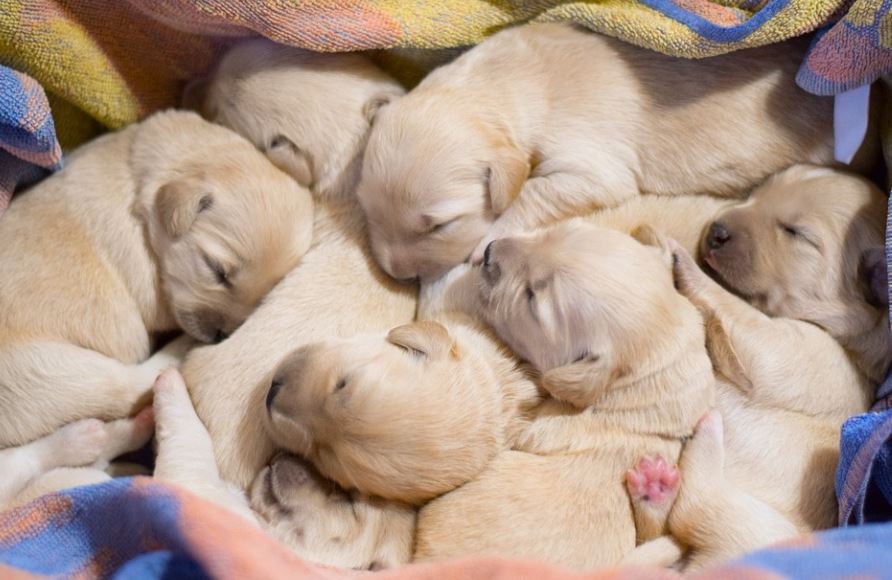 13 Significados de Soñar con el Nacimiento de un Cachorro