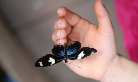 Soñar con una mariposa negra