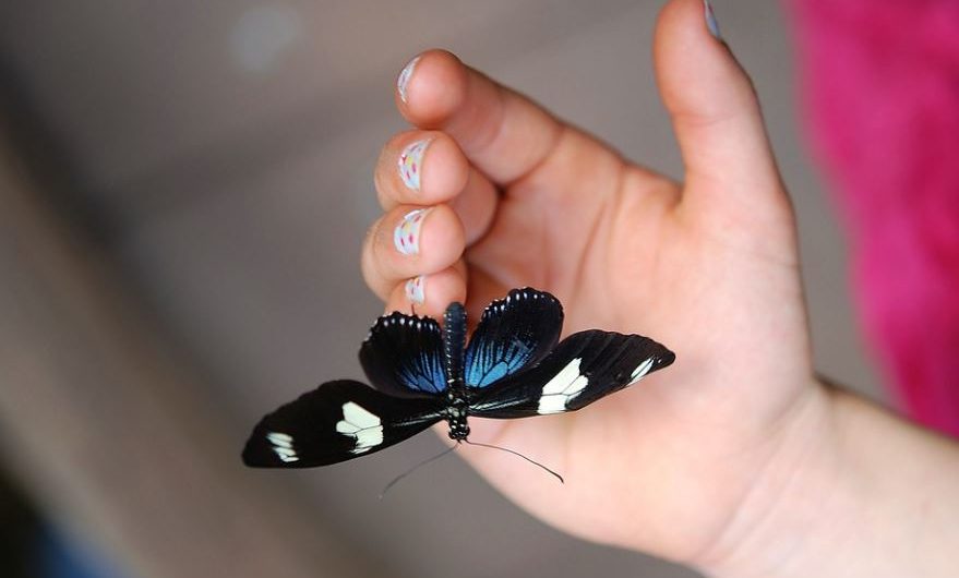 ¿Qué significa soñar con una mariposa negra? 11 significados simbólicos