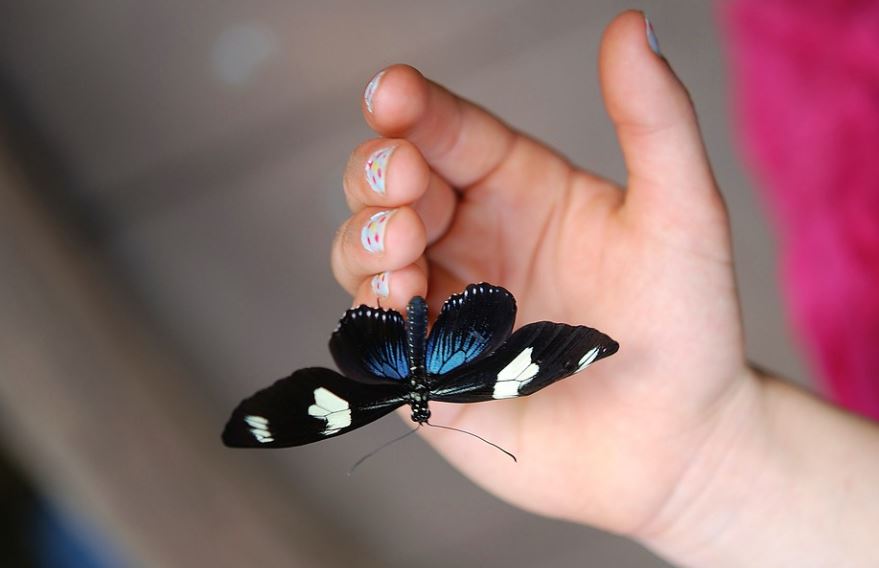 Soñar con una mariposa negra