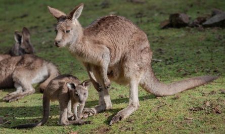 ¿Qué significa soñar con un canguro? 17 significados simbólicos