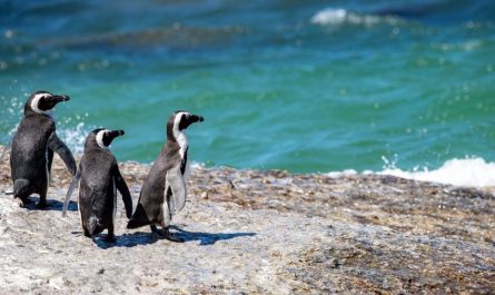 ¿Qué significa soñar con pingüinos? 16 significados simbólicos