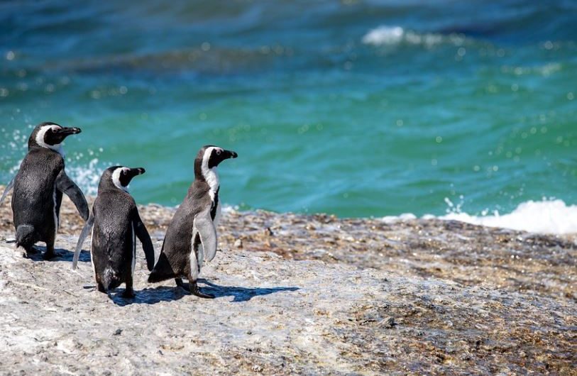 ¿Qué significa soñar con pingüinos? 16 significados simbólicos