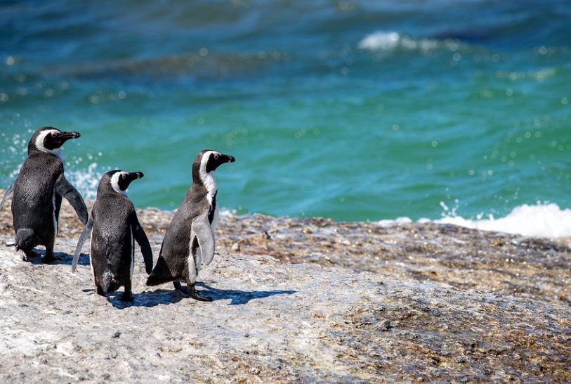 ¿Qué significa soñar con pingüinos? 16 significados simbólicos
