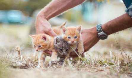 soñar con dar a luz gatitos