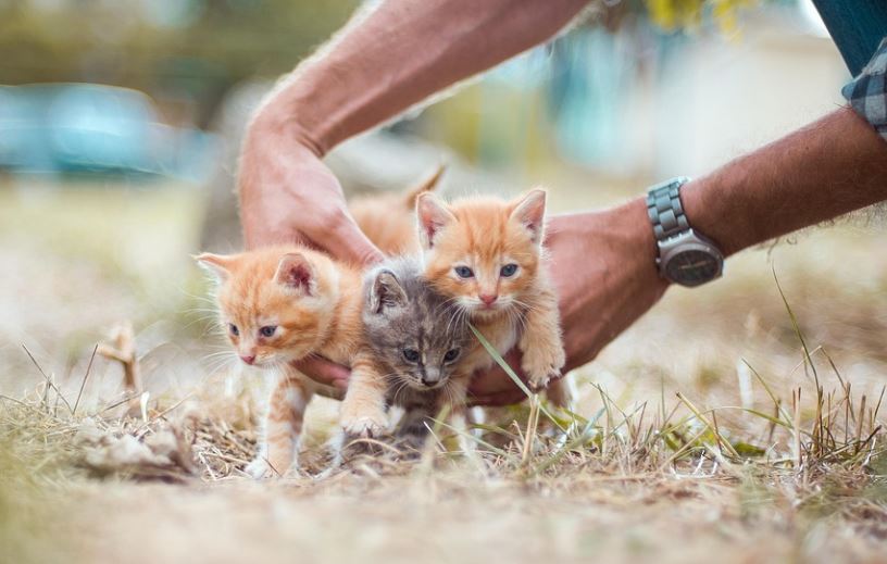 soñar con dar a luz gatitos