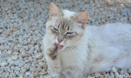 ¿Qué significa soñar con excremento de gato? 11 significados simbólicos