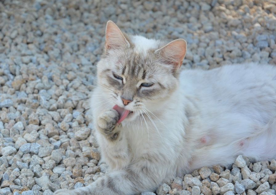 ¿Qué significa soñar con excremento de gato? 11 significados simbólicos