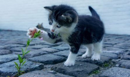 soñar con un gato arañándote