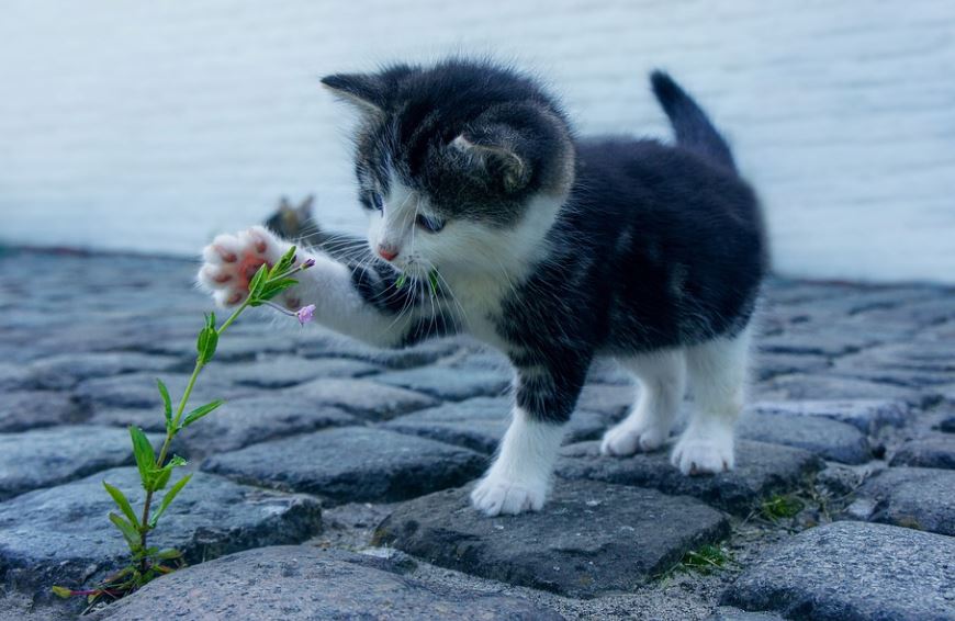 soñar con un gato arañándote