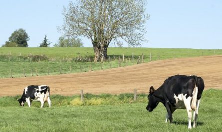 soñar con una vaca