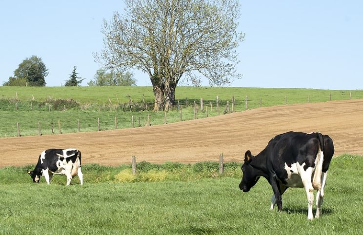 soñar con una vaca